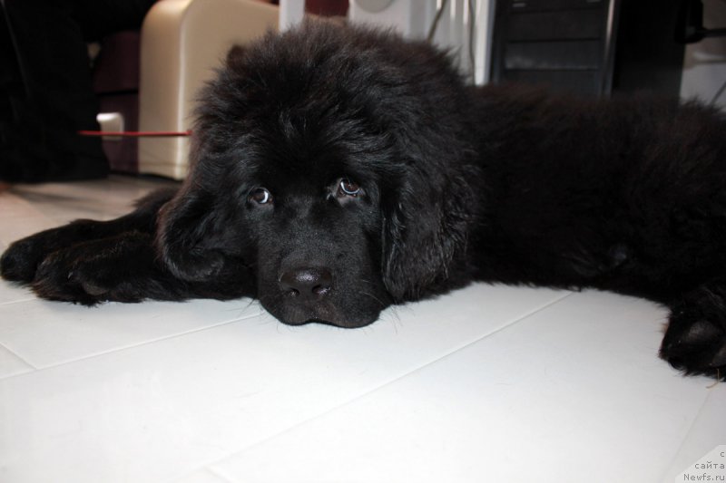 Фото: ньюфаундленд Brownblood MSK Lagendary North (Браунблад MCК Лэджендари Норс)