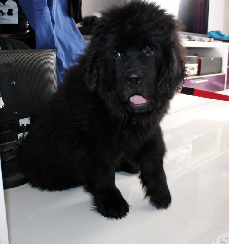 Фото: ньюфаундленд Brownblood MSK Lagendary North (Браунблад MCК Лэджендари Норс)