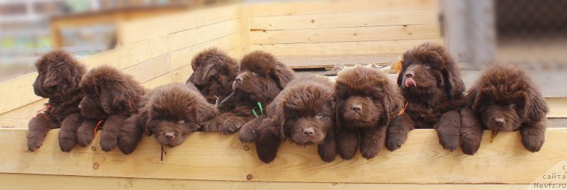 Фото: ньюфаундленд Naomi Tagoliri for Brouwnblood (Наоми Таголири фор Браунблад)