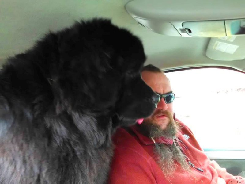 Фото: ньюфаундленд Chernaya Mafia Аngel Among Us (Черная Мафия Ангел Амонг Ус)