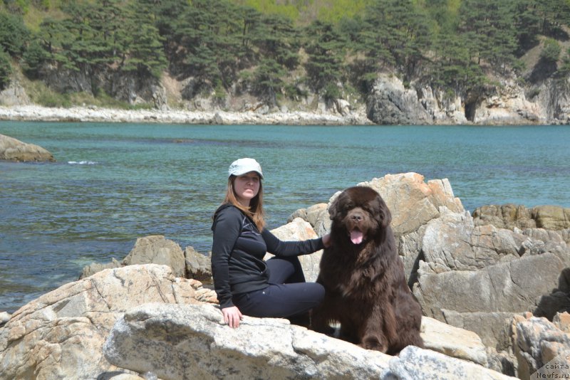 Фото: ньюфаундленд Aquatoriya Kelvin Riverdance (Акватория Келвин Риверданс)