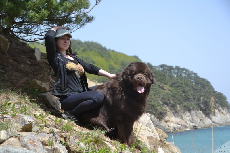 Фото: ньюфаундленд Aquatoriya Kelvin Riverdance (Акватория Келвин Риверданс)