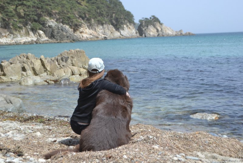 Фото: ньюфаундленд Aquatoriya Kelvin Riverdance (Акватория Келвин Риверданс)
