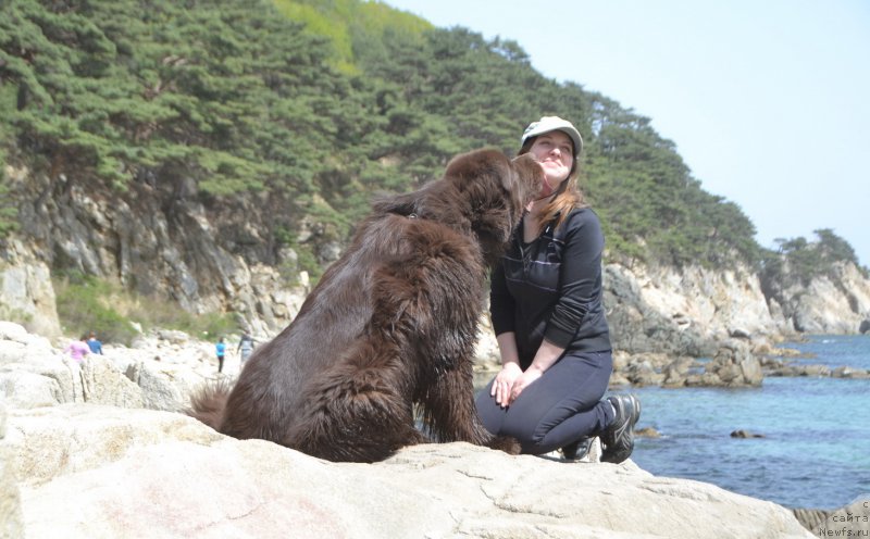 Фото: ньюфаундленд Aquatoriya Kelvin Riverdance (Акватория Келвин Риверданс)