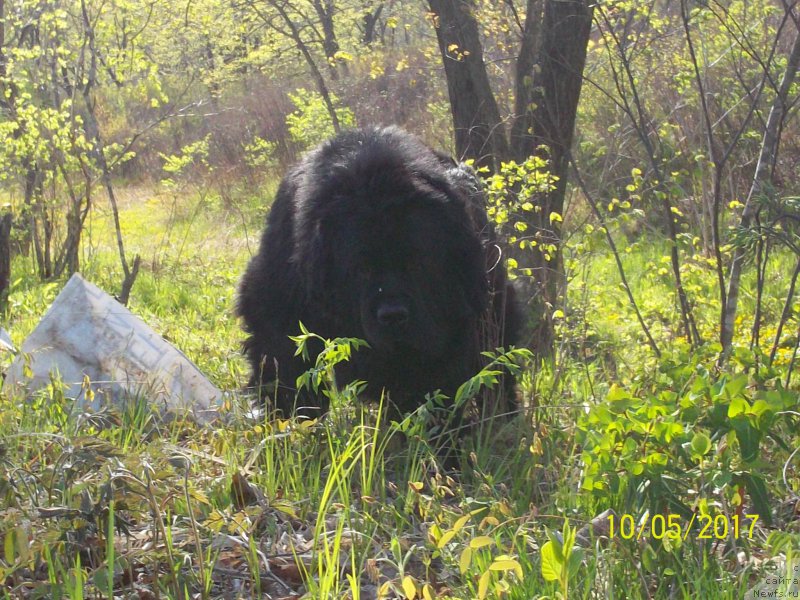 Фото: ньюфаундленд Super Premium Liniel Daylirring (Супер Премиум Линиэль Дайлиррин)