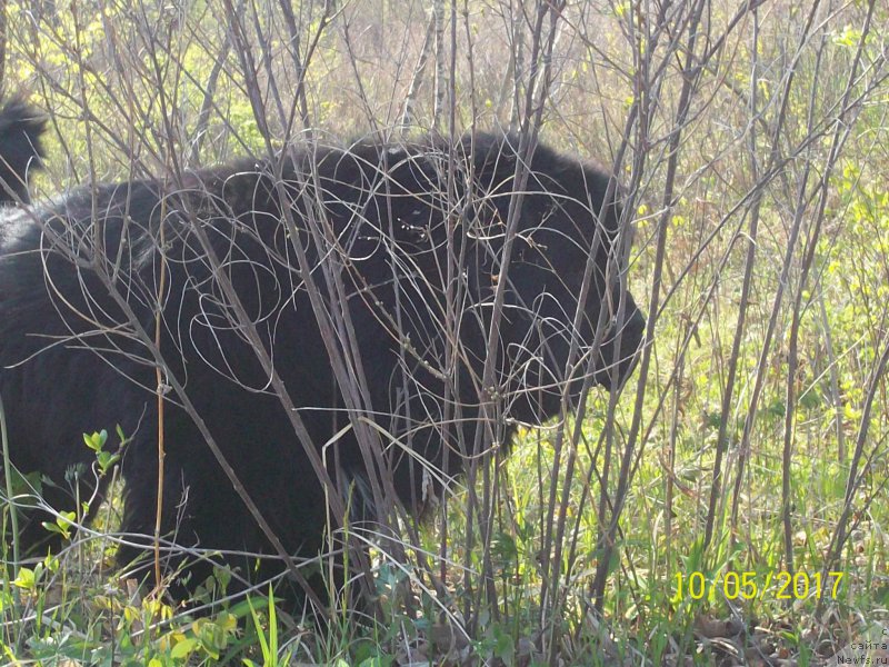 Фото: ньюфаундленд Super Premium Liniel Daylirring (Супер Премиум Линиэль Дайлиррин)