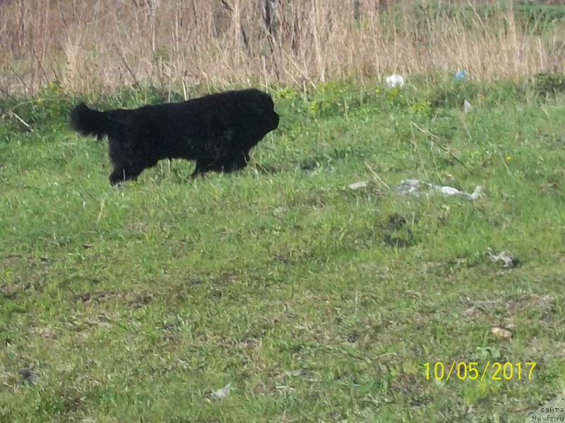 Фото: ньюфаундленд Super Premium Liniel Daylirring (Супер Премиум Линиэль Дайлиррин)