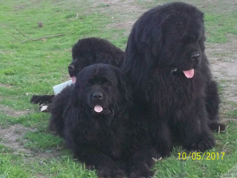 Фото: ньюфаундленд Super Premium Mikado (Супер Премиум Микадо), ньюфаундленд Viktorius Smayl (Викториус Смайл), ньюфаундленд Stepan Razin (Степан Разин)