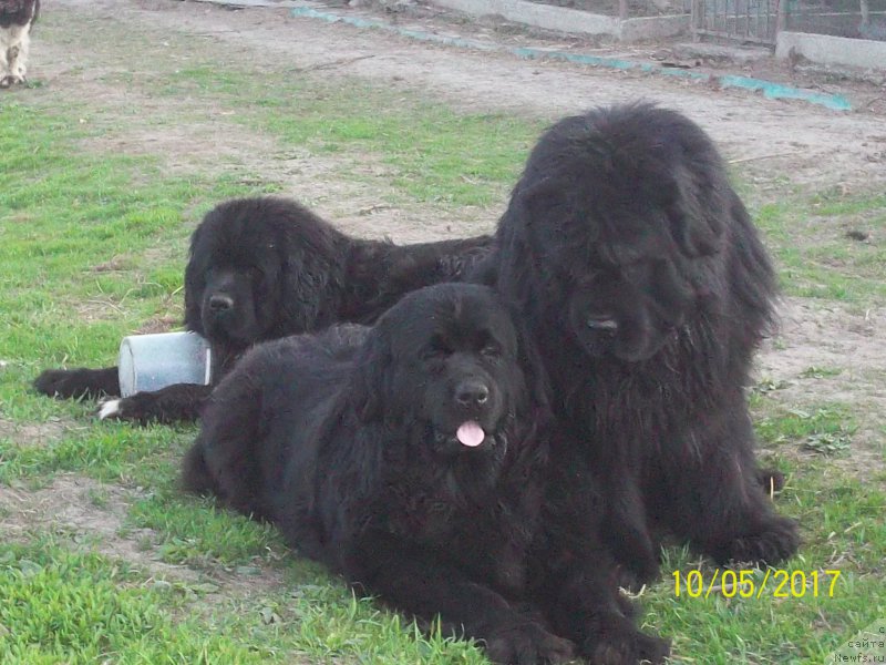 Фото: ньюфаундленд Super Premium Mikado (Супер Премиум Микадо), ньюфаундленд Viktorius Smayl (Викториус Смайл), ньюфаундленд Stepan Razin (Степан Разин)