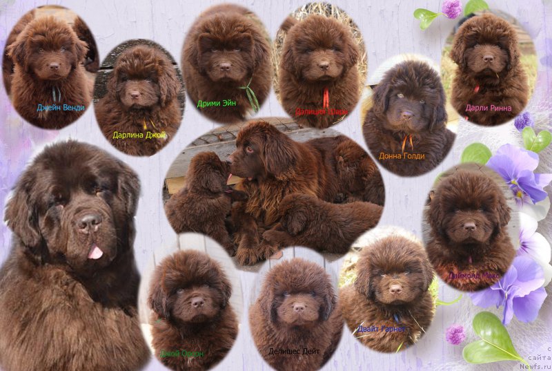 Фото: ньюфаундленд Naomi Tagoliri for Brouwnblood (Наоми Таголири фор Браунблад)