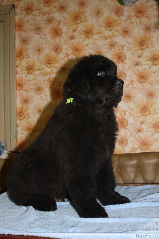 Фото: ньюфаундленд Izbrannik Sud'byi Russkiy Bogatyir' (Избранник Судьбы Русский Богатырь)