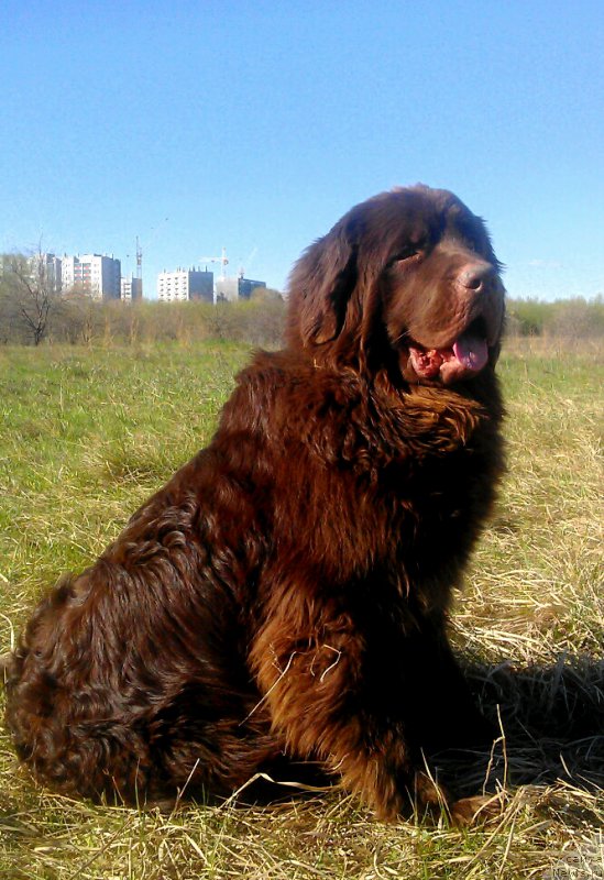 Фото: ньюфаундленд Braunblad MSK Saylas Soul Drim (Браунблад МСК Сайлас Соул Дрим)