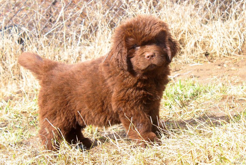 Фото: ньюфаундленд Brownblood MSK Delicious Deyt (Браунблад МСК Делишес Дейт)