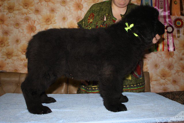 Фото: ньюфаундленд Izbrannik Sud'byi Russkiy Bogatyir' (Избранник Судьбы Русский Богатырь)