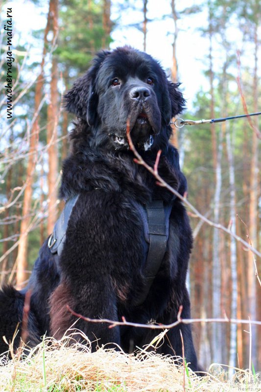 Фотография № 224650