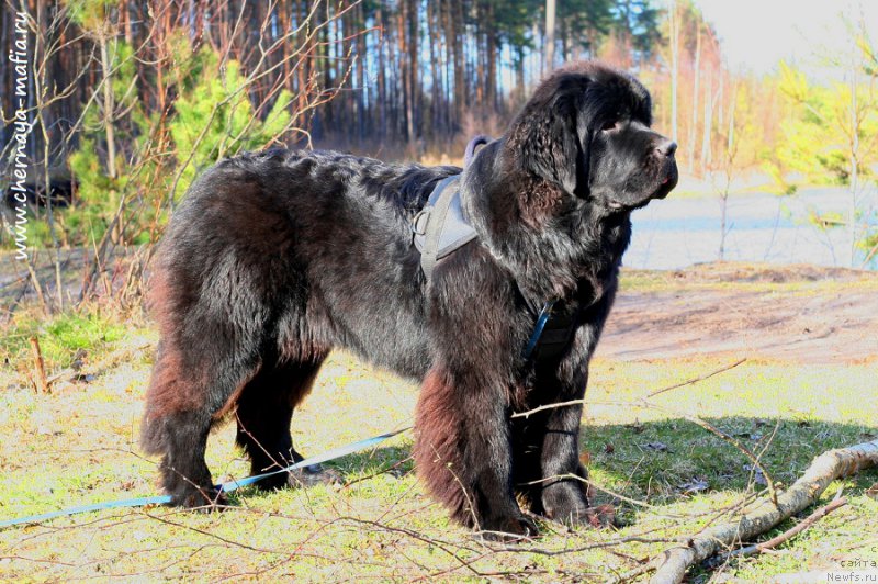 Фотография № 224652