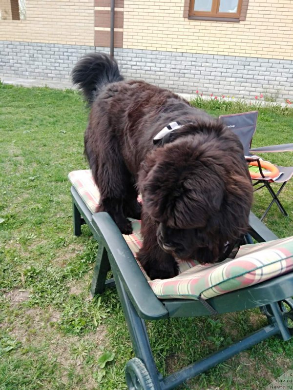 Фото: ньюфаундленд Perun is Antagrada (Перун из Антаграда)