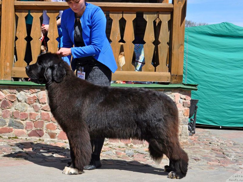 Фото: ньюфаундленд Piternyuf Compliment for Corporevaill (Питерньюф Комплимент фор Корпоревайлл)