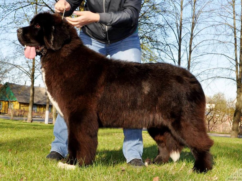 Фото: ньюфаундленд Piternyuf Compliment for Corporevaill (Питерньюф Комплимент фор Корпоревайлл)