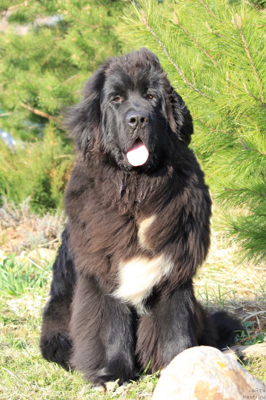 Фото: ньюфаундленд Piternyuf Cronos Lord of Time (Питерньюф Кронос Лорд оф Тайм)