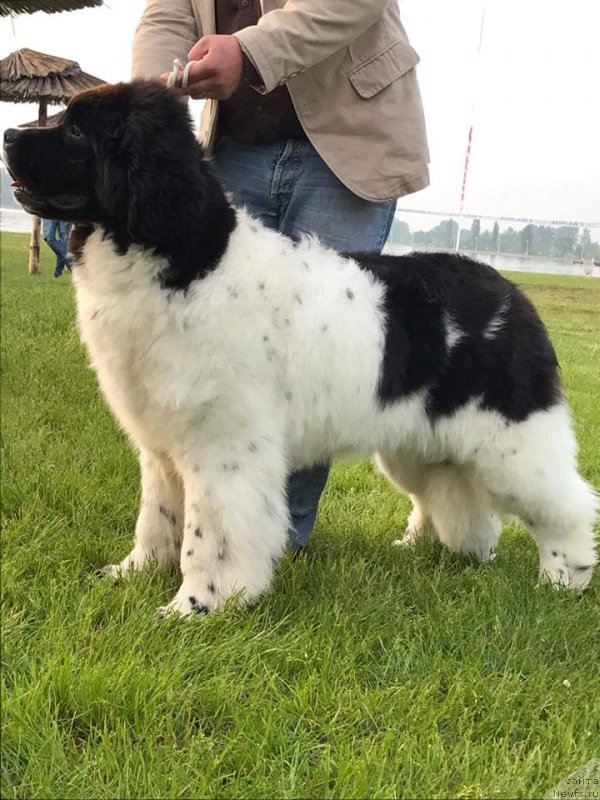 Фото: ньюфаундленд Pitern'yuf Dayr Stryeyts (Питерньюф Дайр Стрэйтс)