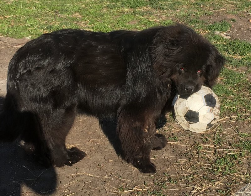 Фото: ньюфаундленд Zhemchuzhina Kubani Zira (Жемчужина Кубани Зира)