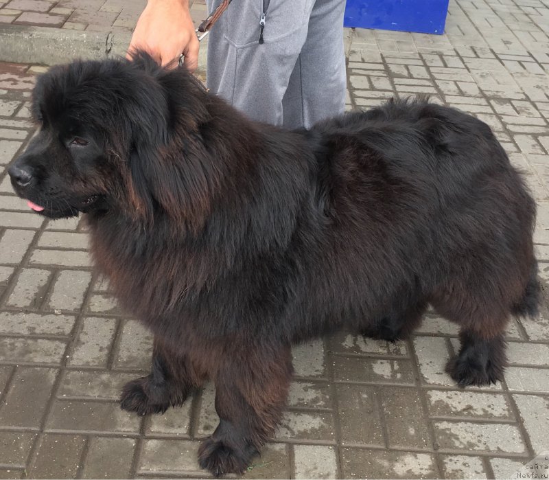 Фото: ньюфаундленд Zhemchuzhina Kubani Zira (Жемчужина Кубани Зира)