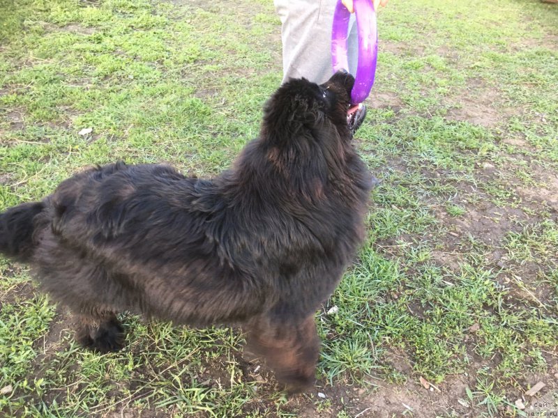 Фото: ньюфаундленд Zhemchuzhina Kubani Zira (Жемчужина Кубани Зира)