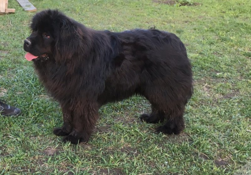 Фото: ньюфаундленд Zhemchuzhina Kubani Zira (Жемчужина Кубани Зира)