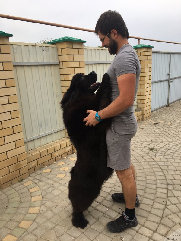 Фото: ньюфаундленд Zhemchuzhina Kubani Zira (Жемчужина Кубани Зира), Mihail Kopyitenko (Михаил Копытенко)