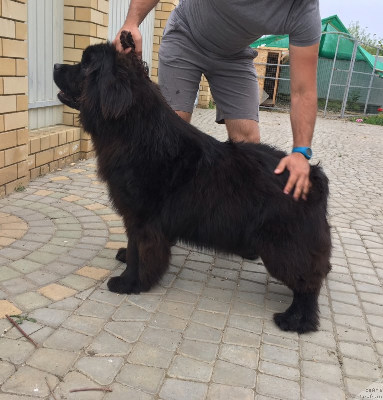 Фото: ньюфаундленд Zhemchuzhina Kubani Zira (Жемчужина Кубани Зира)