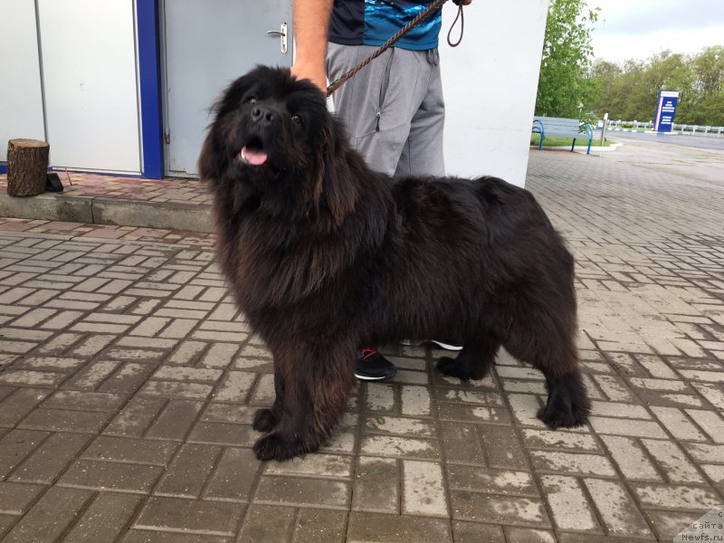 Фото: ньюфаундленд Zhemchuzhina Kubani Zira (Жемчужина Кубани Зира)