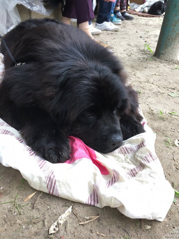 Фото: ньюфаундленд Zhemchuzhina Kubani Zira (Жемчужина Кубани Зира)