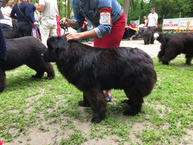 Фото: ньюфаундленд Zhemchuzhina Kubani Zira (Жемчужина Кубани Зира)