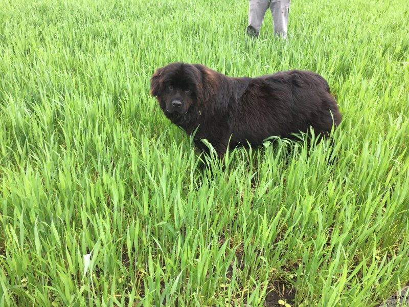 Фото: ньюфаундленд Zhemchuzhina Kubani Zira (Жемчужина Кубани Зира)