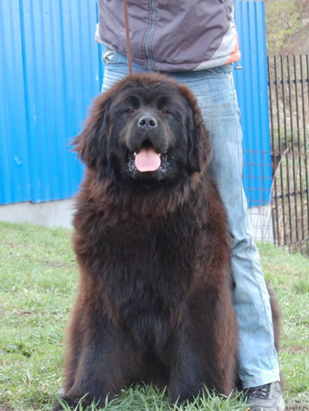 Фото: ньюфаундленд Adel iz Zamka Melvin (Адель из Замка Мелвин), ньюфаундленд Adel iz Zamka Melvin (Адель из Замка Мелвин)