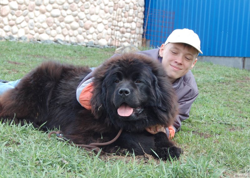 Фото: ньюфаундленд Adel iz Zamka Melvin (Адель из Замка Мелвин)