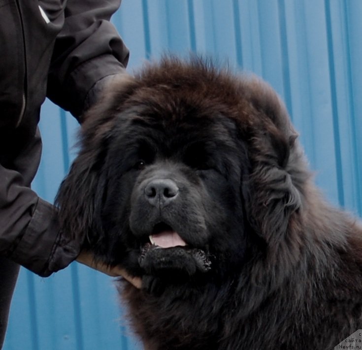 Фото: ньюфаундленд Adel iz Zamka Melvin (Адель из Замка Мелвин)