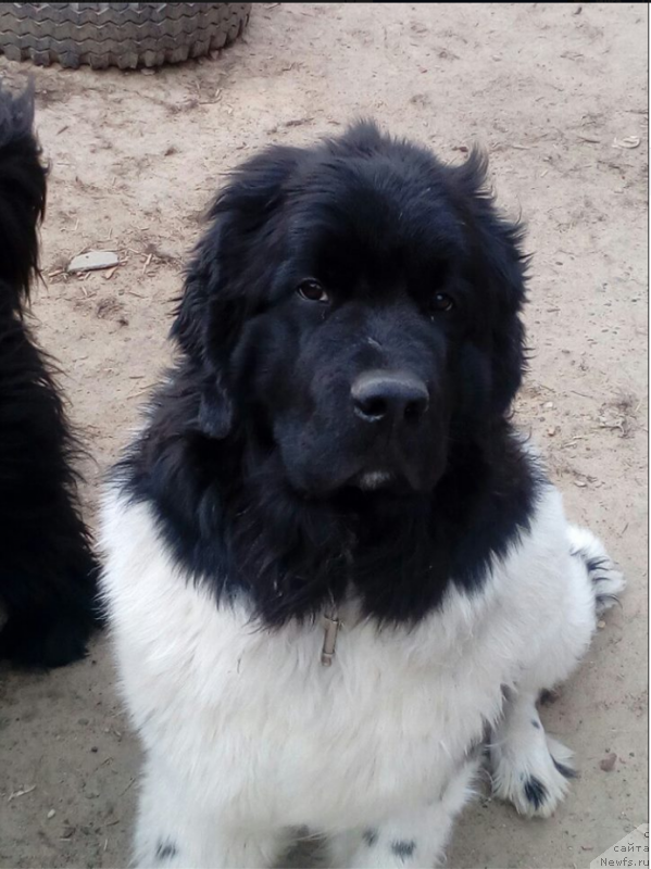 Фото: ньюфаундленд Voshititel'naya Djannet Kit (Восхитительная Джаннет Кит)