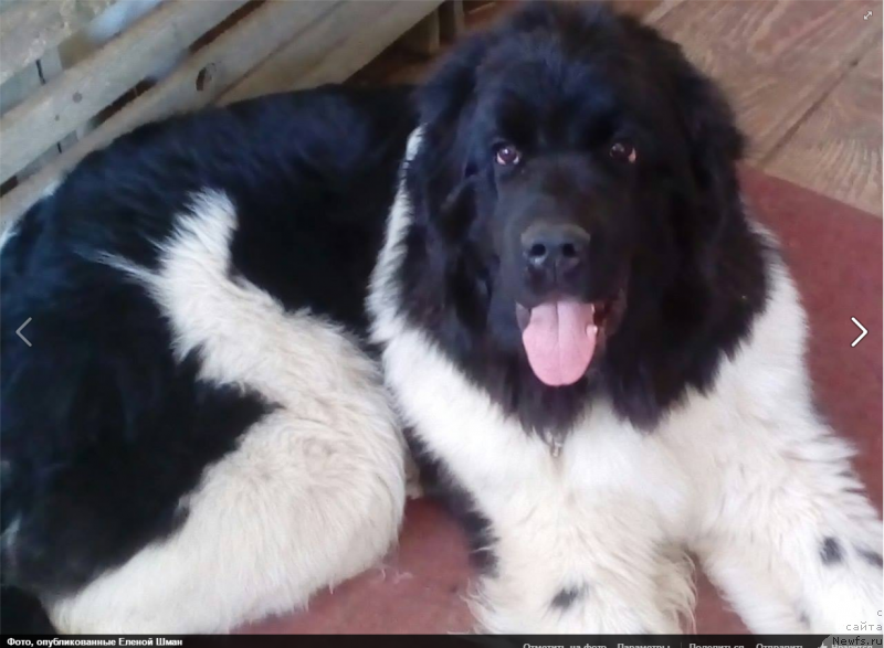 Фото: ньюфаундленд Voshititel'naya Djannet Kit (Восхитительная Джаннет Кит)