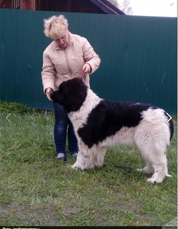 Фото: ньюфаундленд Voshititel'naya Djannet Kit (Восхитительная Джаннет Кит)