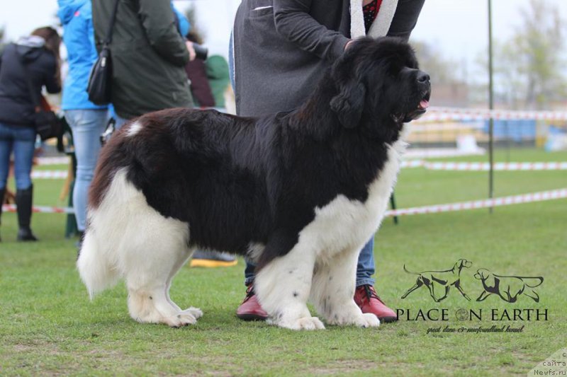 Фото: ньюфаундленд Akvian Song River of Taym (Аквиан Сонг Ривер оф Тайм)