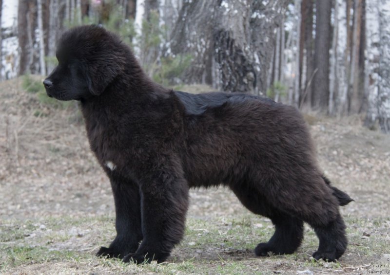 Фото: ньюфаундленд Akvian Song To Fi Fi (Аквиан Сонг То Фи Фи)