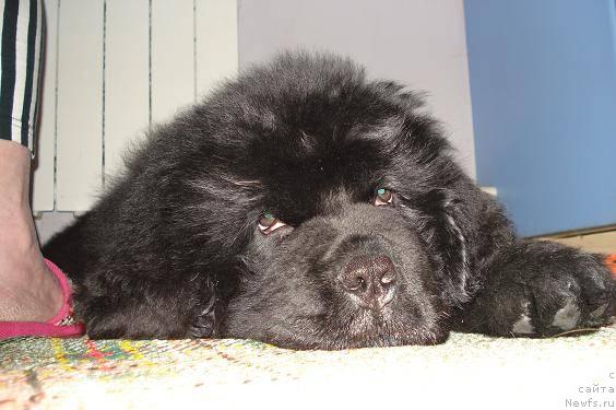 Фото: ньюфаундленд Pchyolkin Dom Vesenniy Val's (Пчёлкин Дом Весенний Вальс)