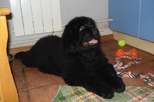 Фото: ньюфаундленд Pchyolkin Dom Vesenniy Val's (Пчёлкин Дом Весенний Вальс)