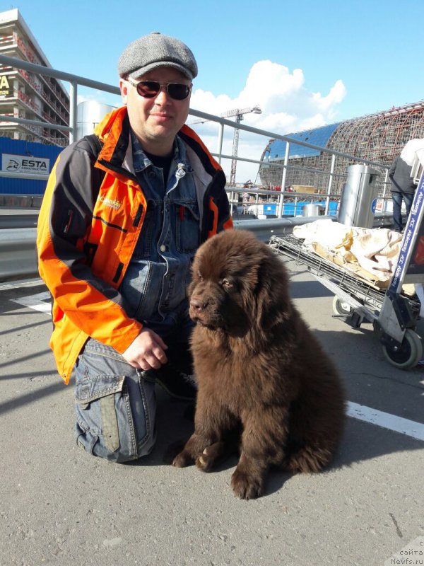 Фото: ньюфаундленд Brownblood MSK Leya Aiman (Браунблад МСК Лея Айман)