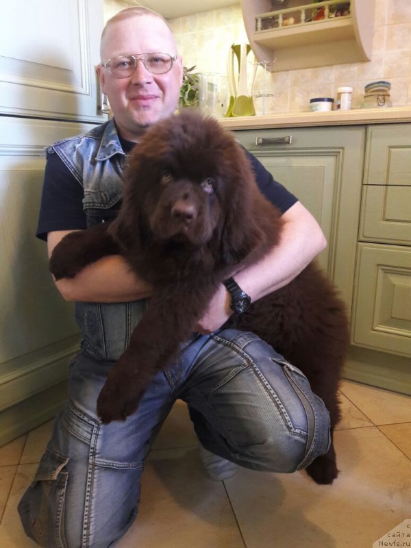 Фото: ньюфаундленд Brownblood MSK Leya Aiman (Браунблад МСК Лея Айман)