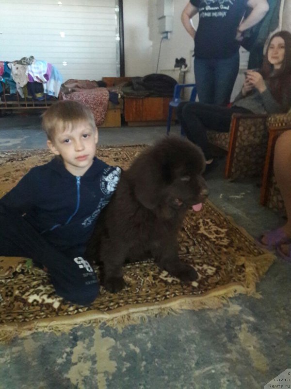 Фото: ньюфаундленд Brownblood MSK Leya Aiman (Браунблад МСК Лея Айман)