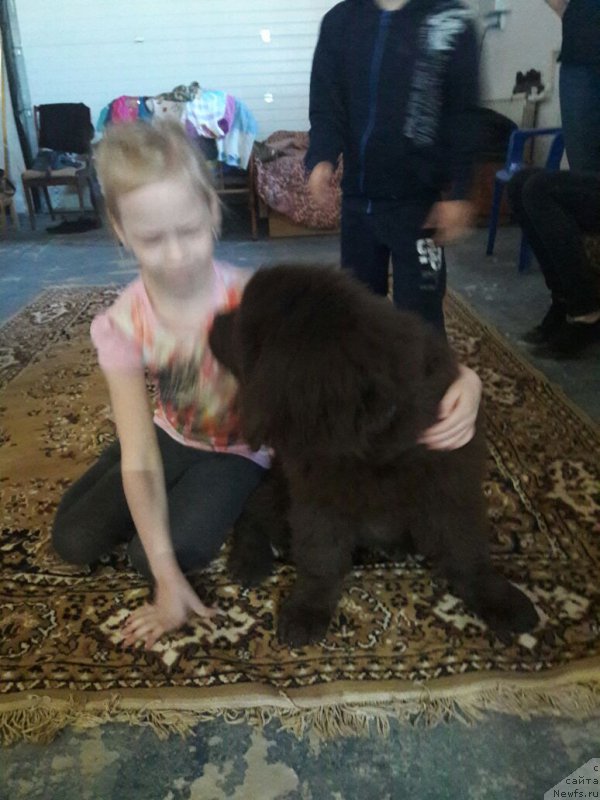 Фото: ньюфаундленд Brownblood MSK Leya Aiman (Браунблад МСК Лея Айман)