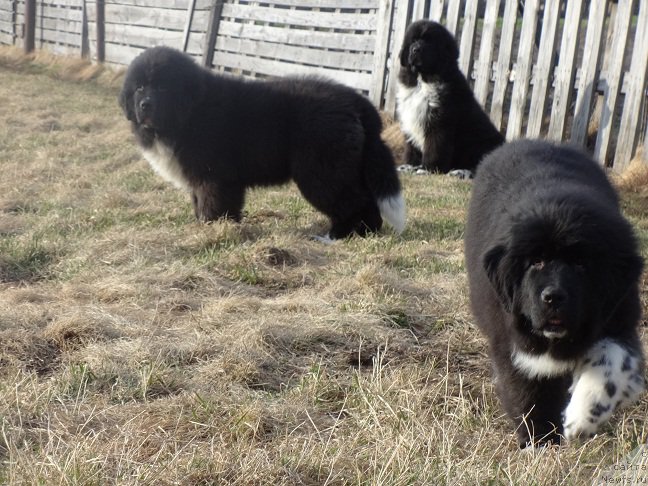 Фотография № 224769